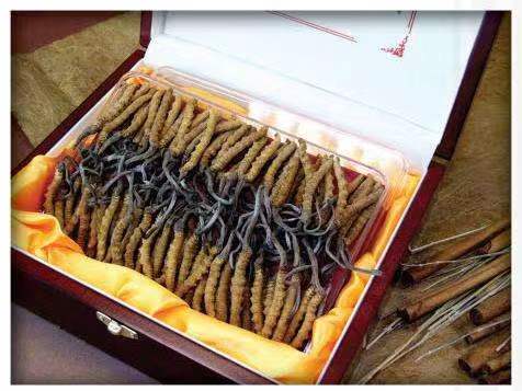 灵台冬虫夏草回收